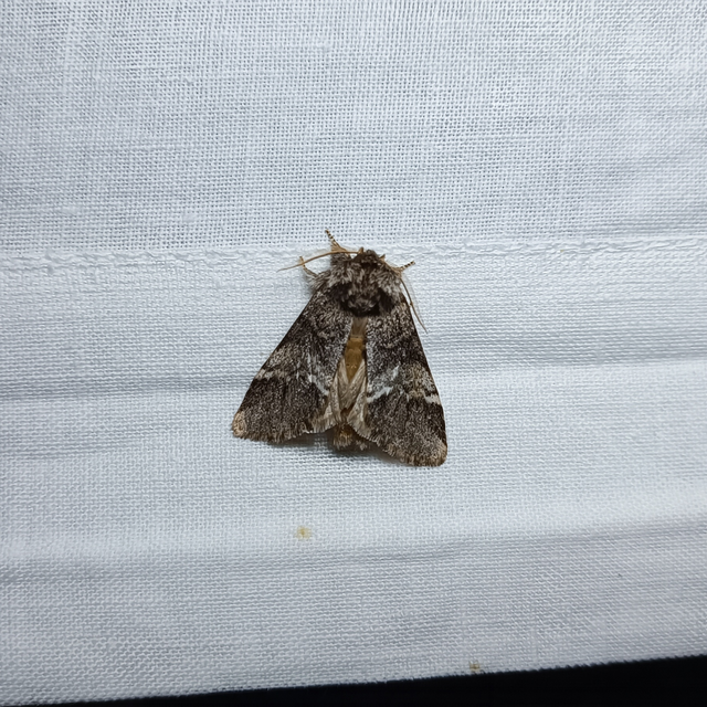 Drymonia dodonea - bélyeges púposszövő
