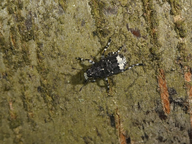 Tropideres albirostris - fehérfoltos orrosbogár