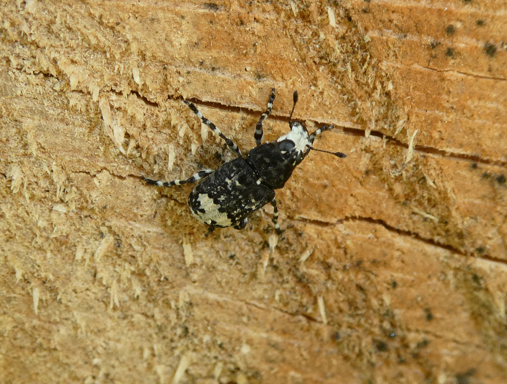 Tropideres albirostris - fehérfoltos orrosbogár