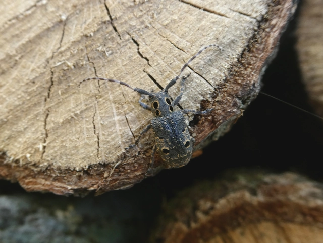 Mesosa curculionoides - szemfoltos cincér Mesosa curculionoides - szemfoltos cincér
