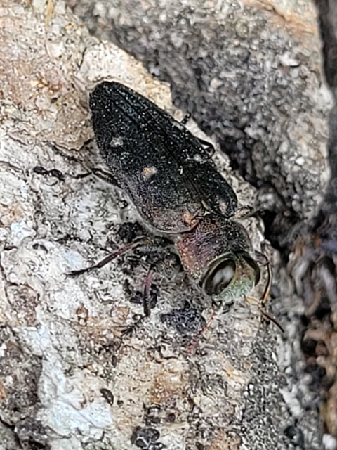 Chrysobothris affinis - aranypettyes díszbogár