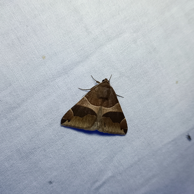 Dysgonia algira - déli porcelánbagoly