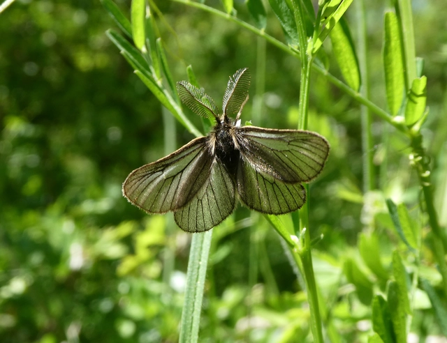 Pentophera morio - réti gyapjaslepke