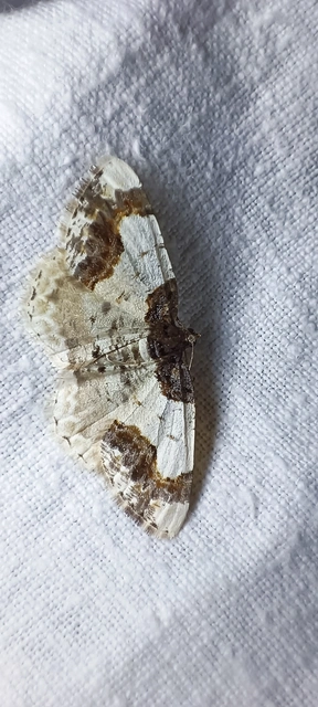 Ligdia adustata - barna levélaraszoló