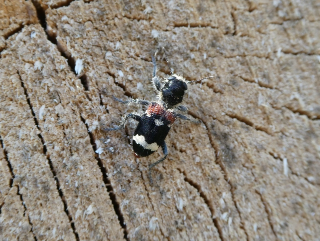 Clerus mutillarius - feketenyakú szúfarkas