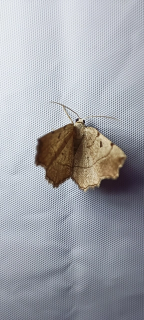 Eilicrinia trinotata - háromjegyű araszoló