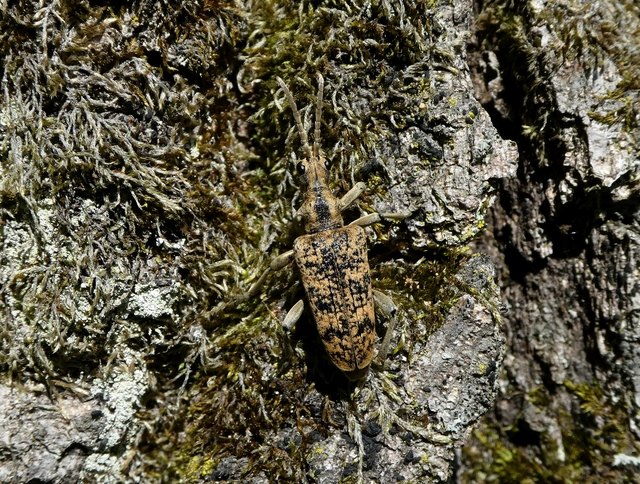Rhagium sycophanta - tölgyes-tövisescincér
