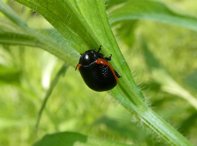 Chrysolina rossia - trapézhátú szegélyeslevelész