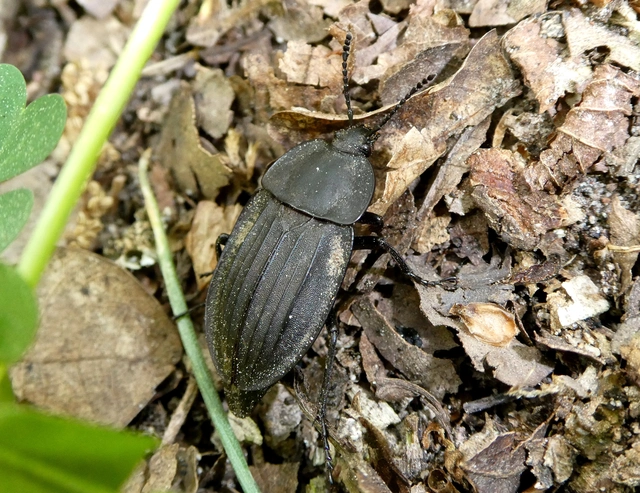 Silpha carinata - karimás dögbogár