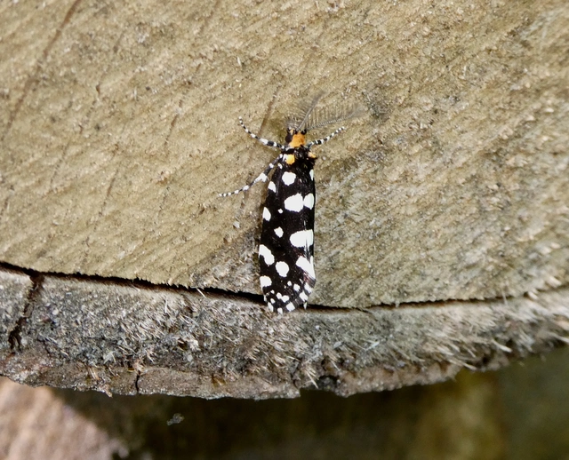 Euplocamus anthracinalis - fésűscsápú korhadékmoly