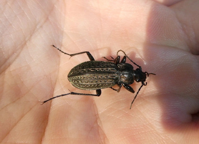 Carabus granulatus - mezei futrinka