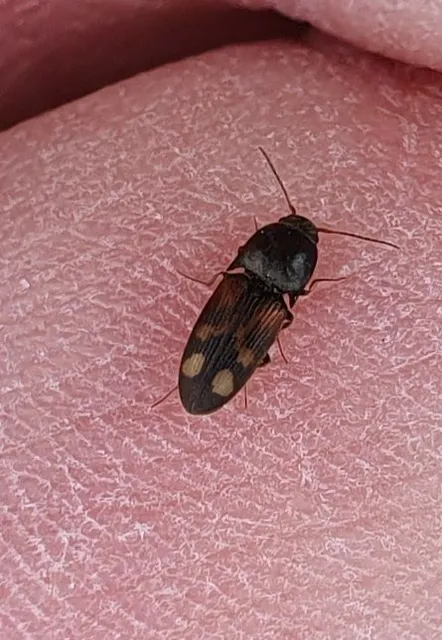 Drasterius bimaculatus - változékony pattanó