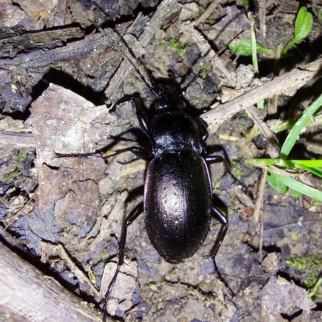Carabus nemoralis - ligeti futrinka