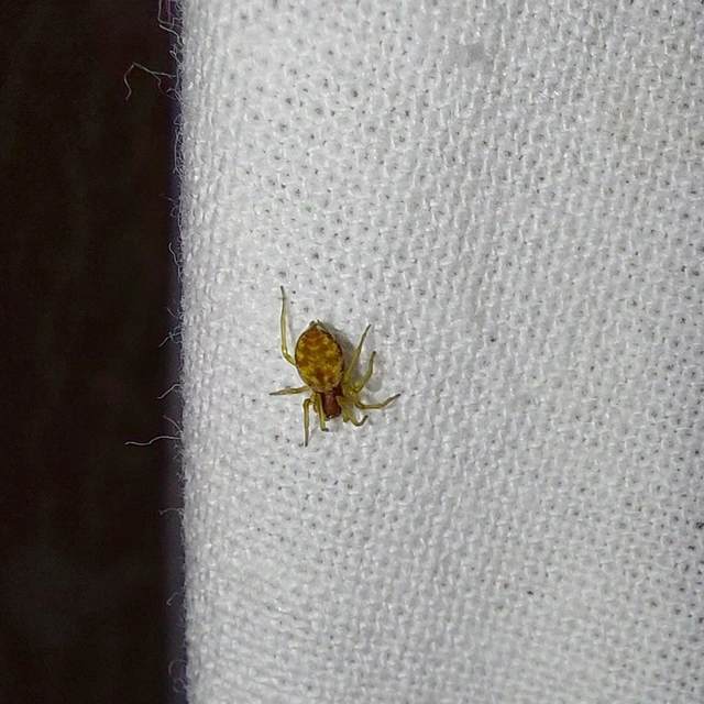 Nigma flavescens - vöröslő hamvaspók
