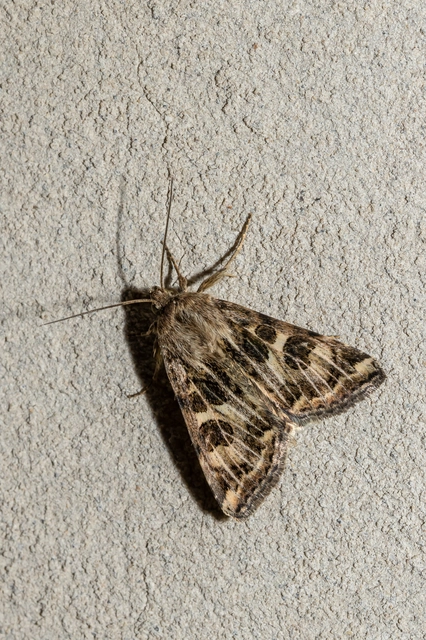 Protoschinia scutosa - tüskéslábú bagoly