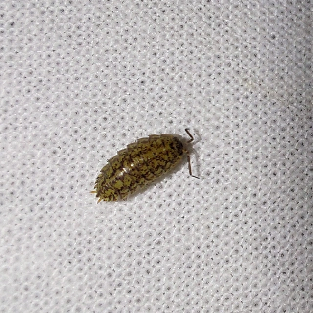 Isopoda - Ászkarákok
