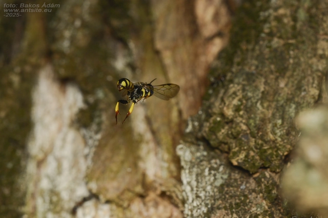 Tracheliodes curvitarsis