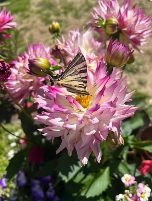 Iphiclides podalirius - kardoslepke