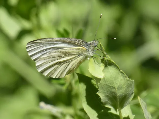 Pieris napi - repcelepke