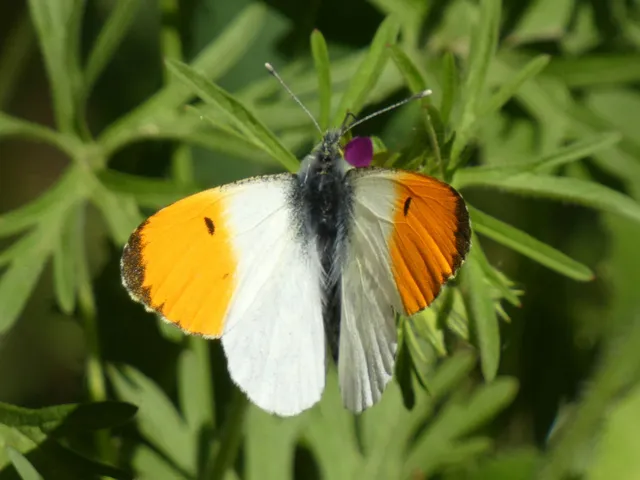 Anthocharis cardamines - hajnalpírlepke