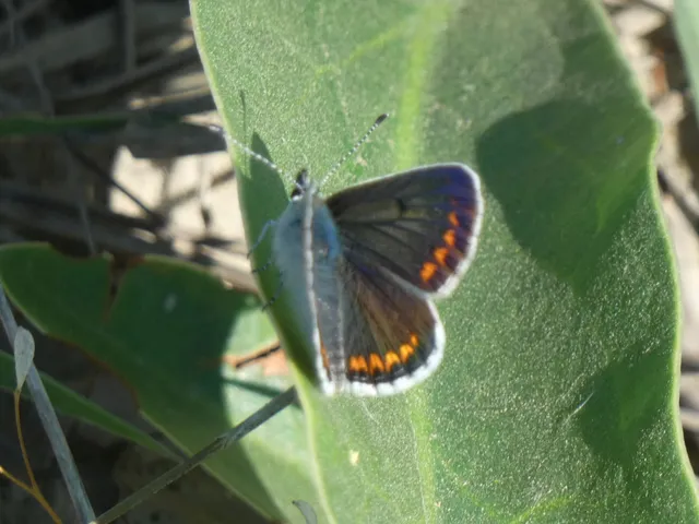 Aricia agestis - szerecsenboglárka