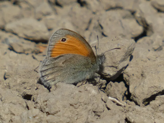 Coenonympha pamphilus - kis szénalepke