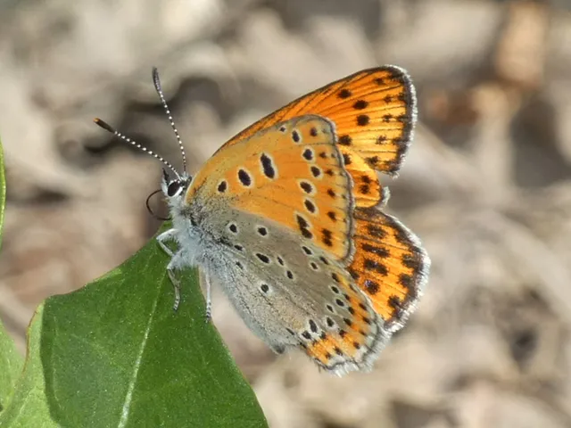 Lycaena thersamon - kis tűzlepke
