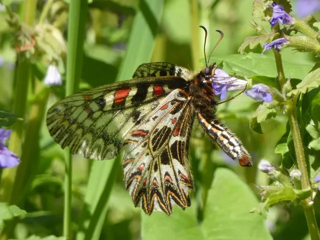 Zerynthia polyxena - farkasalmalepke