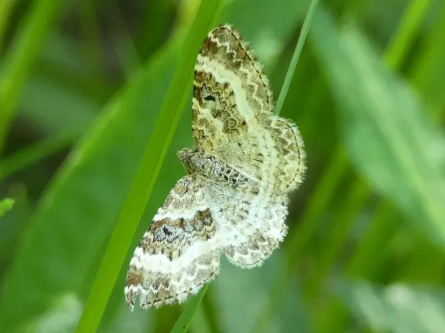 Epirrhoe alternata - galaj-tarkaaraszoló