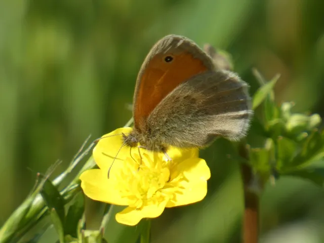 Coenonympha pamphilus - kis szénalepke