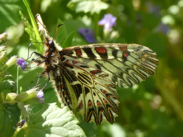 Zerynthia polyxena - farkasalmalepke