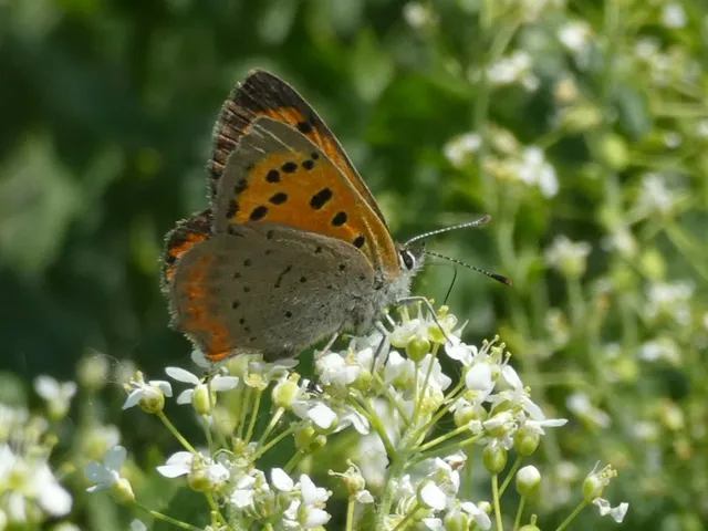 Lycaena phlaeas - közönséges tűzlepke