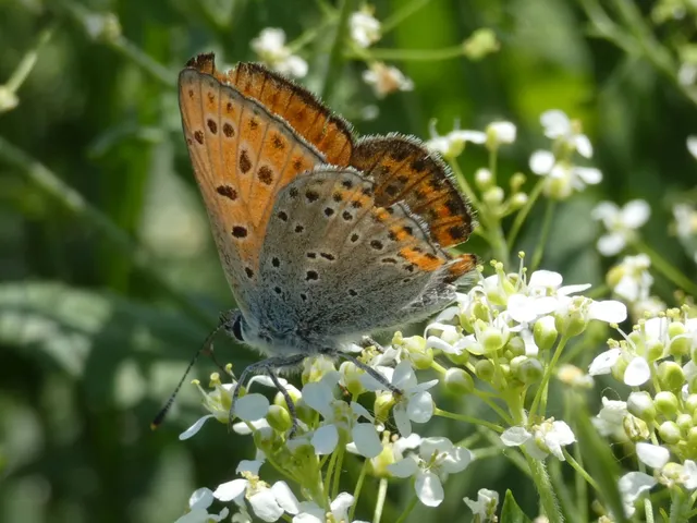 Lycaena thersamon - kis tűzlepke