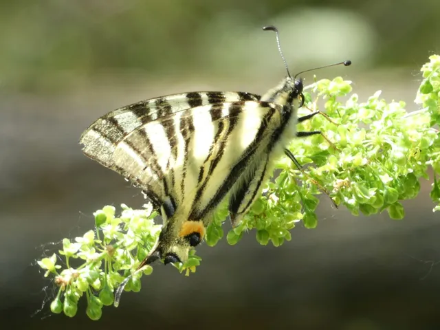 Iphiclides podalirius - kardoslepke