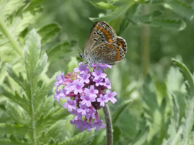 Aricia agestis - szerecsenboglárka