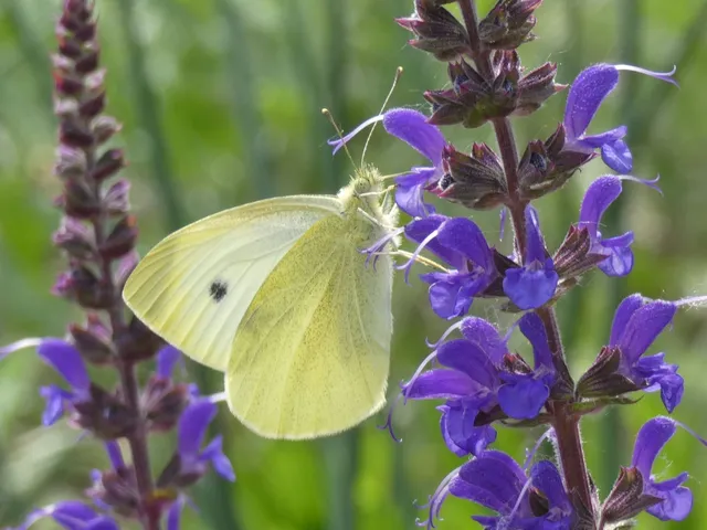 Pieris rapae - répalepke