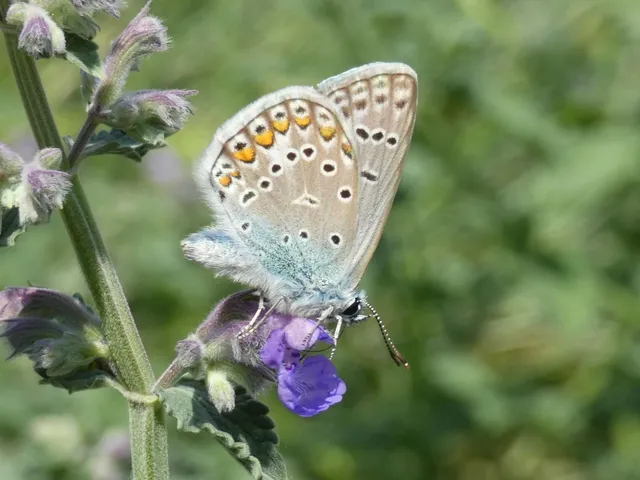 Polyommatus icarus - közönséges boglárka