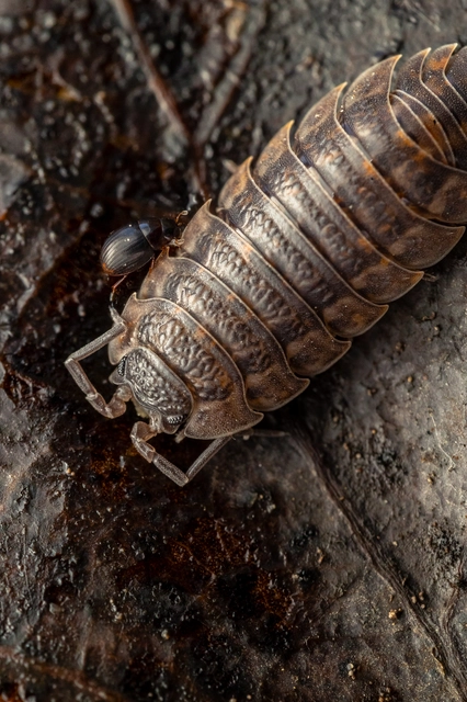 Isopoda - Ászkarákok