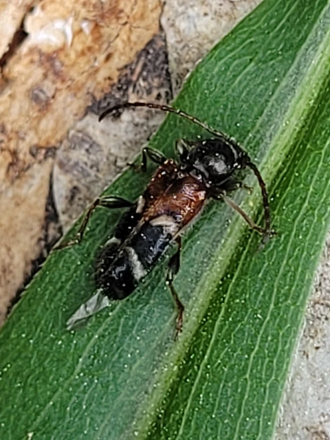 Phymatodes alni - apró háncscincér Phymatodes alni - apró háncscincér