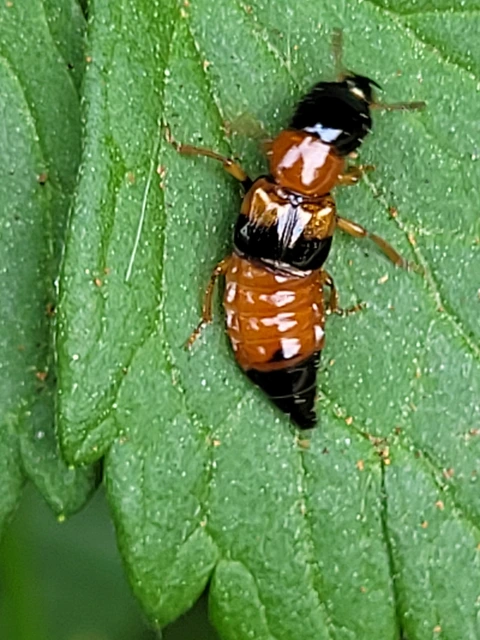 Oxyporus rufus - feketevörös gombaholyva
