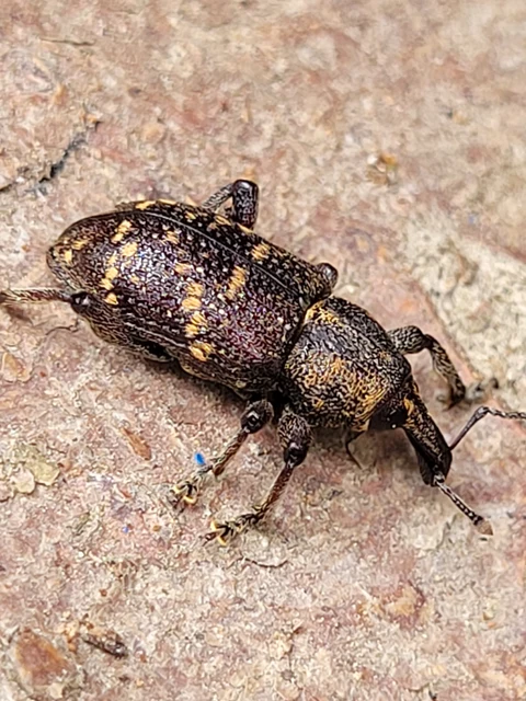 Hylobius abietis - nagy fenyvesormányos