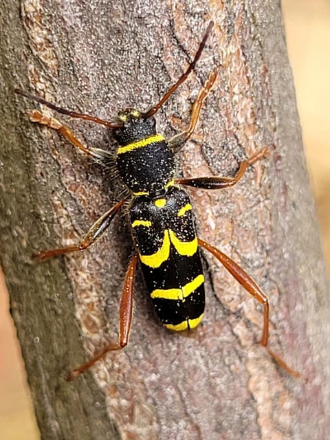 Clytus arietis - közönséges darázscincér