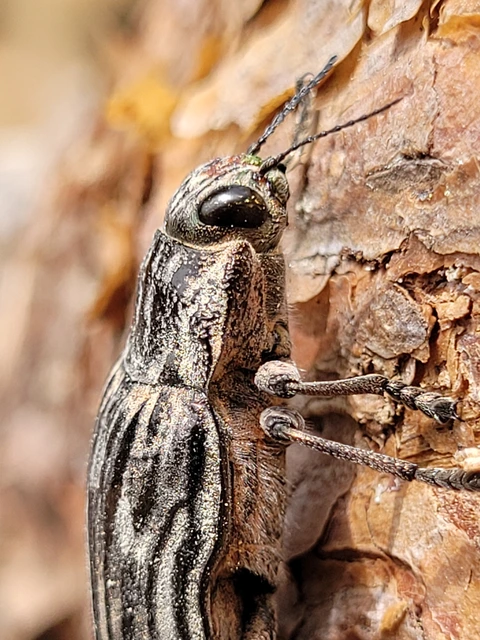 Chalcophora mariana - nagy fenyvesdíszbogár