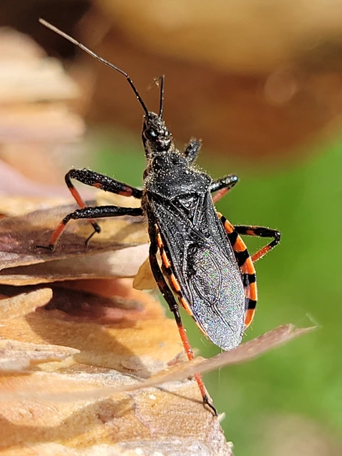 Rhynocoris annulatus - gyűrűslábú gyilkospoloska