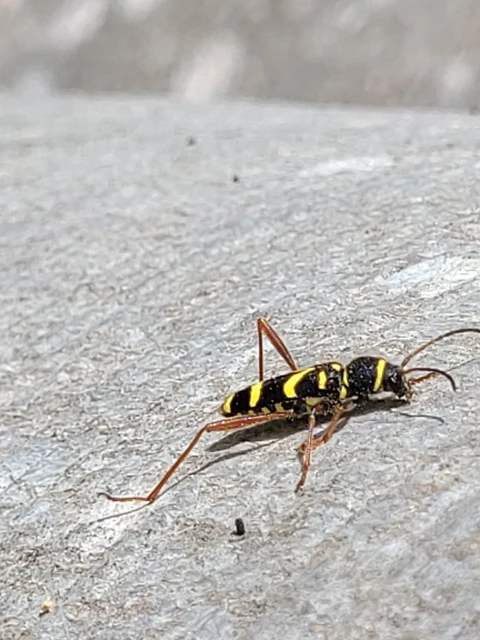 Clytus arietis - közönséges darázscincér