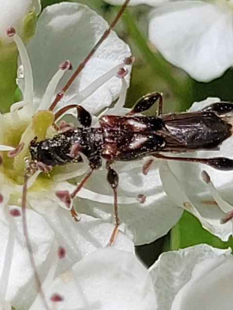 Molorchus minor - kis légycincér