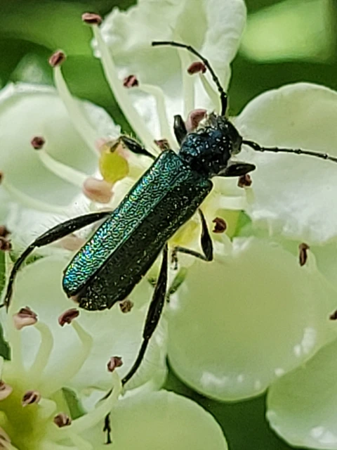 Callimus angulatus - zöld tölgycincér