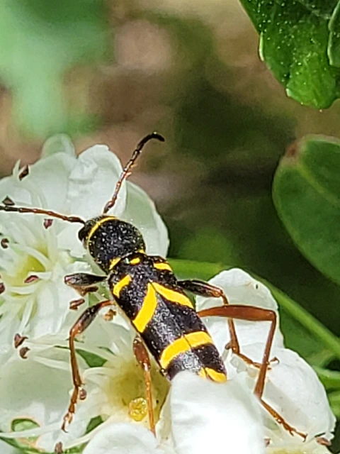 Clytus arietis - közönséges darázscincér