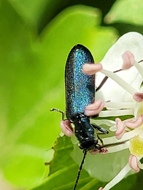 Ischnomera