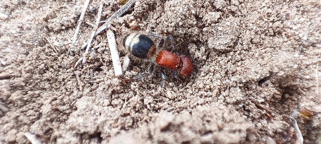 Myrmilla erythrocephala - vörösfejű hangyadarázs